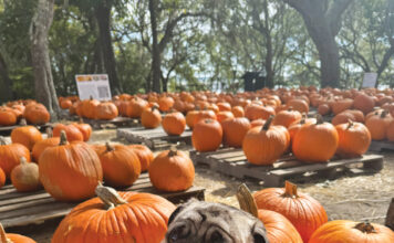 Camp Helen State Park Pumpkin Patch With Pup