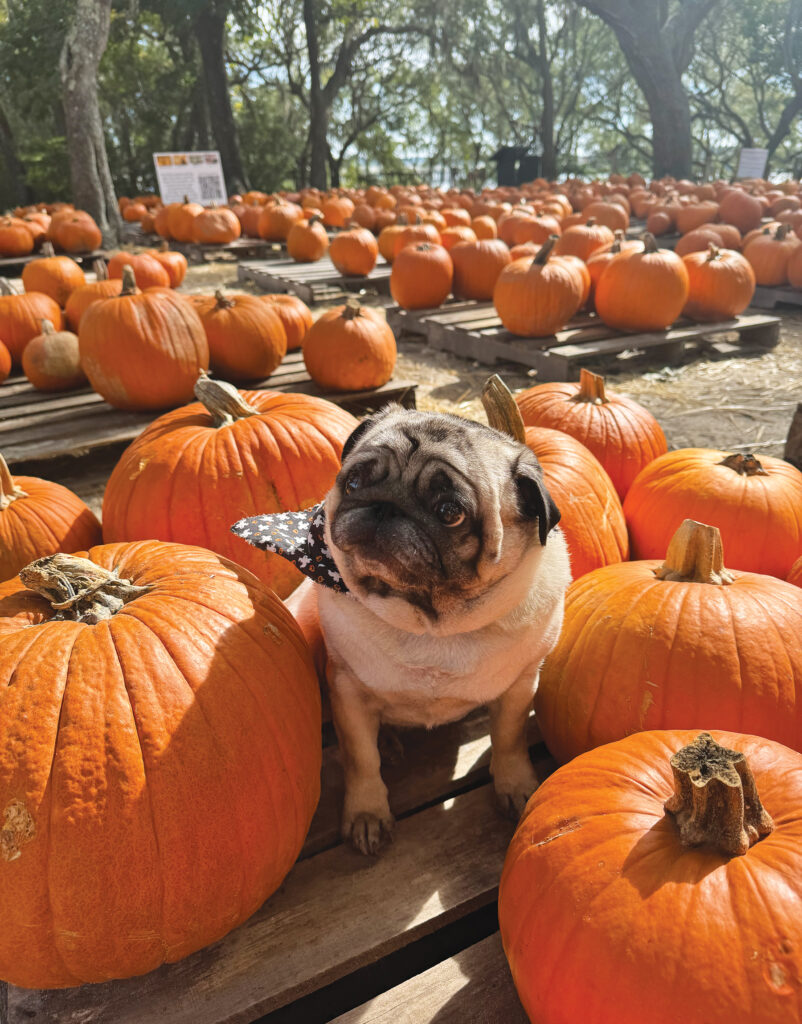 Camp Helen State Park Pumpkin Patch With Pup