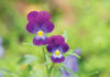 Adorable Blooming Pansies In Summer Garden On Natural Background