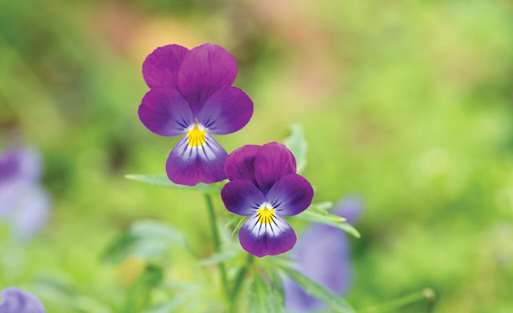 Adorable Blooming Pansies In Summer Garden On Natural Background