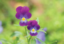 Adorable Blooming Pansies In Summer Garden On Natural Background