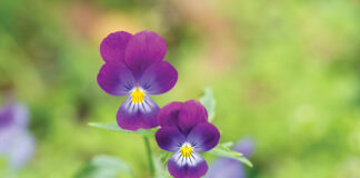 Adorable Blooming Pansies In Summer Garden On Natural Background