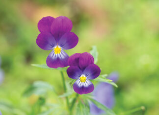 Adorable Blooming Pansies In Summer Garden On Natural Background