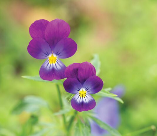 Adorable Blooming Pansies In Summer Garden On Natural Background