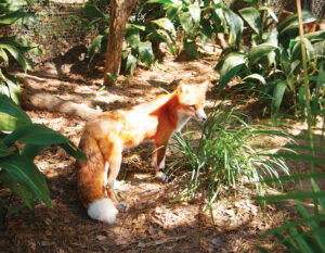 Tallahassee Museum Fox 1