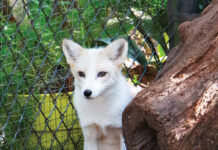 Tallahassee Museum Fox 2