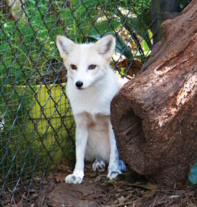 Tallahassee Museum Fox 2