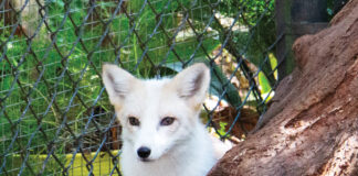 Tallahassee Museum Fox 2