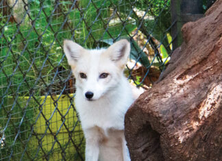 Tallahassee Museum Fox 2