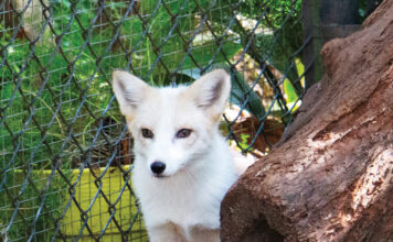 Tallahassee Museum Fox 2