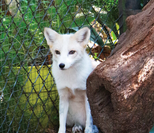 Tallahassee Museum Fox 2