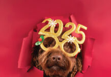 Close Up Of A Cute Poodle With Festive 2025 Glasses