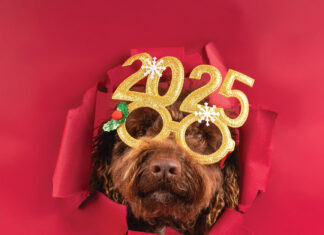 Close Up Of A Cute Poodle With Festive 2025 Glasses