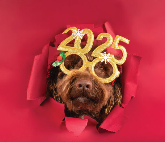 Close Up Of A Cute Poodle With Festive 2025 Glasses