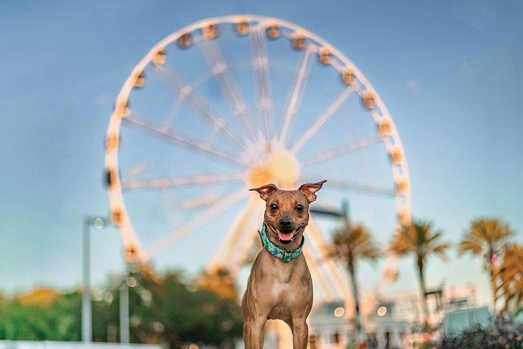 Pups by Stacey Cromer