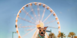 Pups by Stacey Cromer