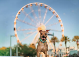 Pups by Stacey Cromer