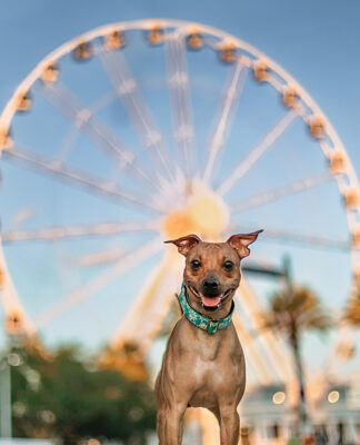 Pups by Stacey Cromer