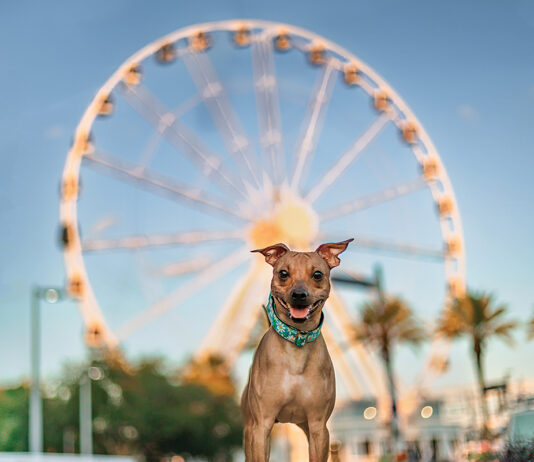 Pups by Stacey Cromer