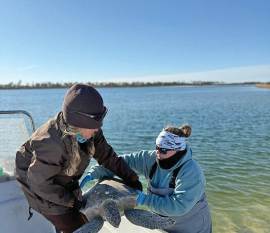 Gulf World Marine Institute Turtle Rescue