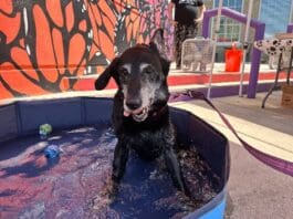 Dog Days Of Summer 2