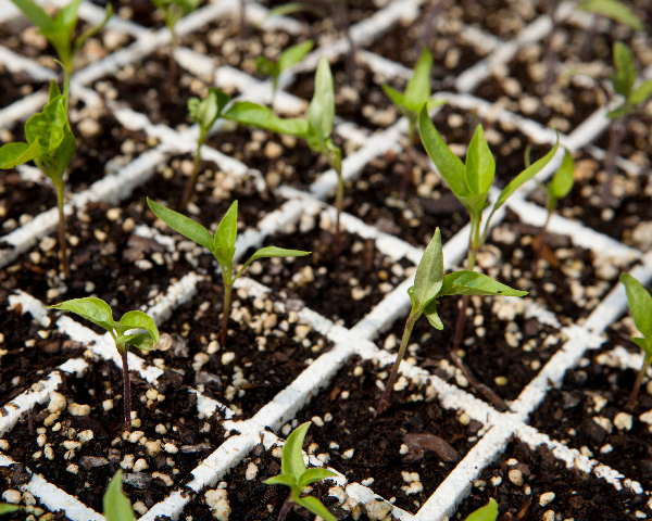 Small Seedling Sprouting Out Of A Seed Starting Kit.