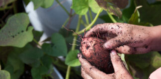 Harvesting Sweet Potatoes From A School Garden. Photo Taken 10 19 16.