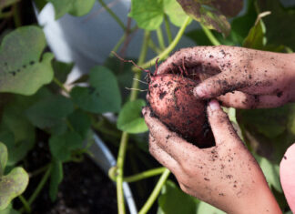 Harvesting Sweet Potatoes From A School Garden. Photo Taken 10 19 16.
