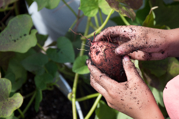 Harvesting Sweet Potatoes From A School Garden. Photo Taken 10 19 16.