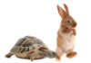 Tortoise And Rabbit