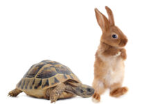 Tortoise And Rabbit