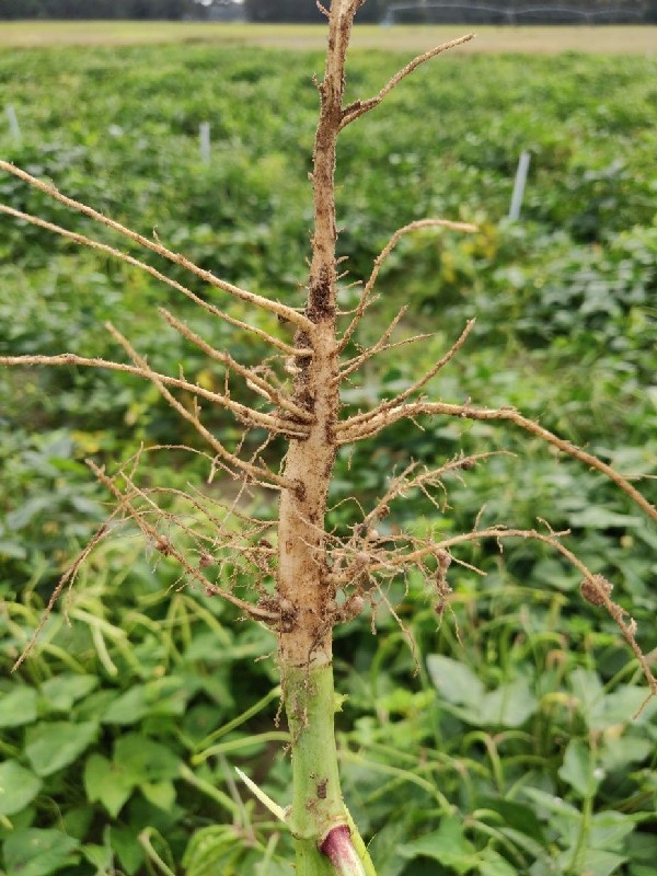 Cowpea E Rios