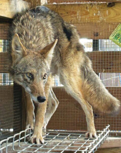 Panhandle Wildlife Rescue wolf