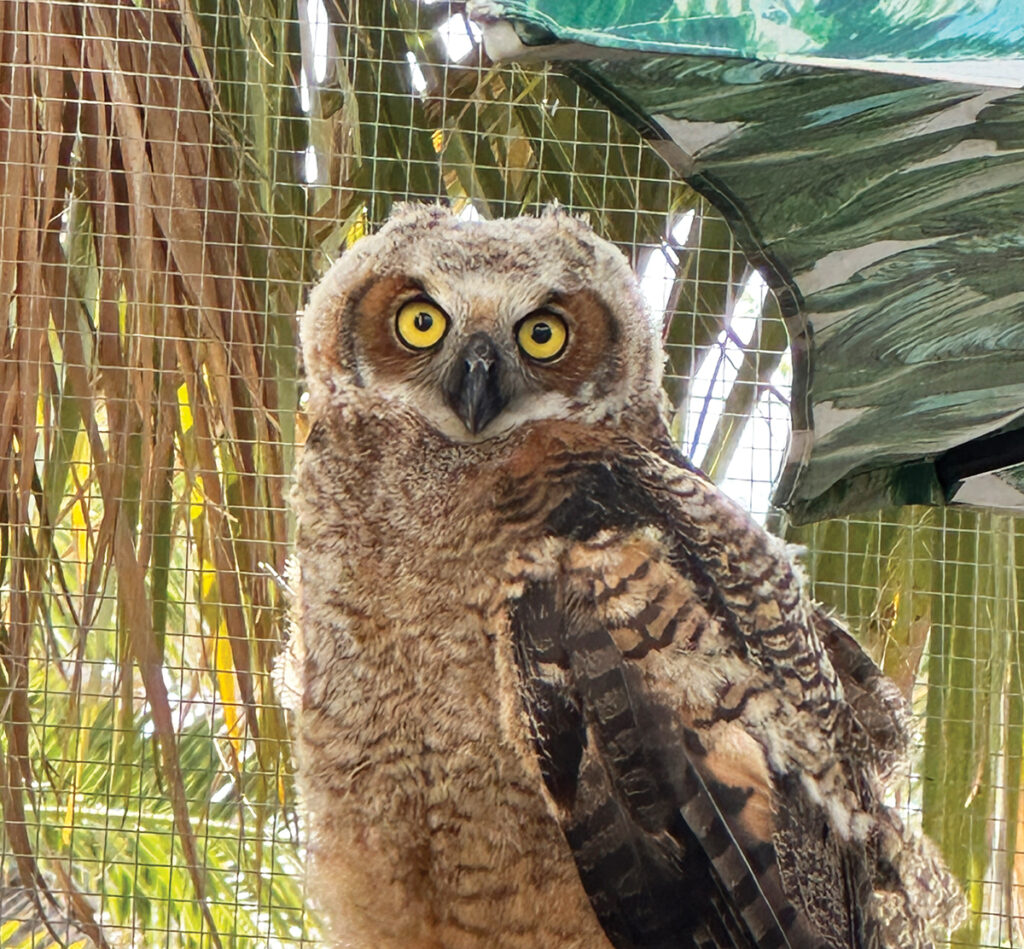 Panhandle Wildlife Rescue Owl