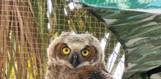 Panhandle Wildlife Rescue Owl
