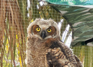 Panhandle Wildlife Rescue Owl