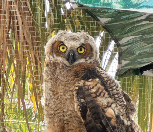 Panhandle Wildlife Rescue Owl