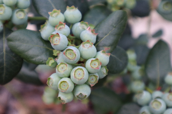 Growing Blueberries 2