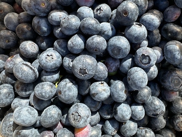 Growing Blueberries