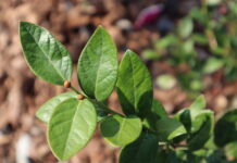 Growing Blueberry Leaves
