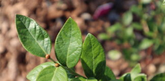 Growing Blueberry Leaves