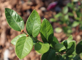 Growing Blueberry Leaves