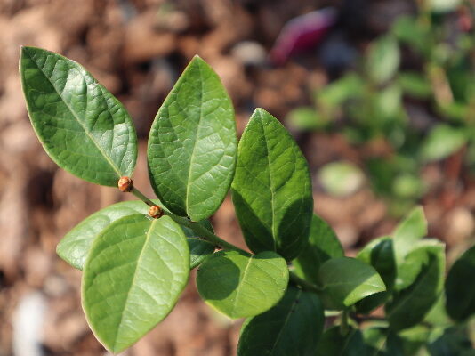 Growing Blueberry Leaves