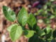 Growing Blueberry Leaves