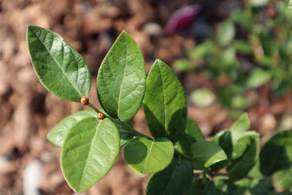 Growing Blueberry Leaves