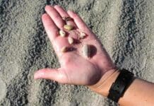 Seashells 1