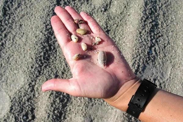 Seashells 1