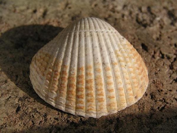 Seashells 3