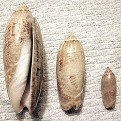 Seashells 4