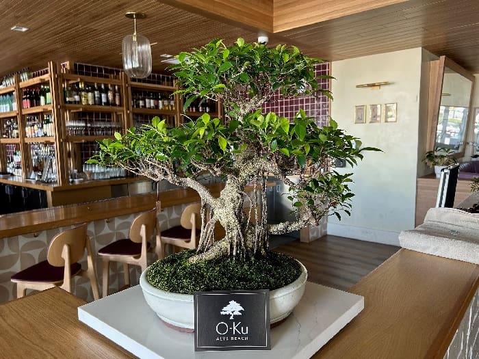 Emerald Coast Bonsai 0161